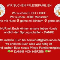 WIR SUCHEN PFLEGEFAMILIEN, Hund zur Adoption