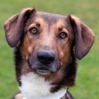 BELKO, toller Kumpel mit viel Potential, Hund zur Adoption