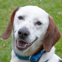 CORNY, anhänglicher und sensibler Schatz, Hund zur Adoption