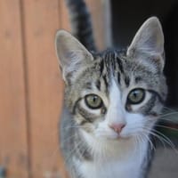 Gaspara, Handaufzucht sucht ein Zuhause, Katze zur Adoption
