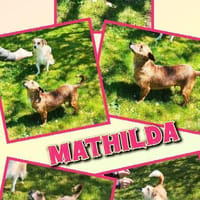 sehr liebe kleine Mathilda auf PS 90562, Hündin zur Adoption