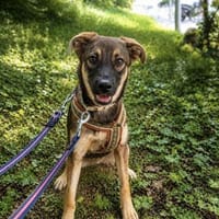 Zuhause gesucht  Adele, Hündin zur Adoption