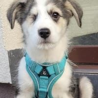 EDEN,verspielt,neugierig,sehr freundlich, Hund zur Adoption