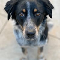 Sansli verliert sein Zuhause :-(((, Hund zur Adoption
