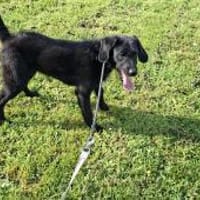 Klein Willis sucht seine Menschen, Hund zur Adoption