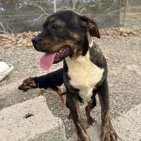 Kent, Hund zur Adoption