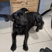 Casper - sucht seine Menschen, Hund zur Adoption