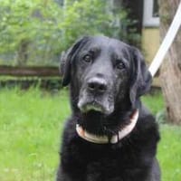 Benthley ein Traumsenior, Hund zur Adoption