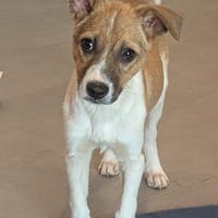 Strolch wartet in 97499 Traustadt, Hund zur Adoption