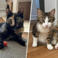 Daisy & Yoshi..., Kater zur Adoption