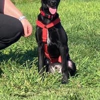 Pauli möchte mit euch die Welt erkunden, Hund zur Adoption
