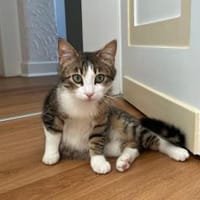 Yoshi..., Kater zur Adoption