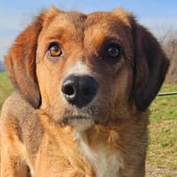 Ljubica - Happy End für Herzenshündin, Hündin zur Adoption
