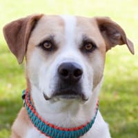 LOUNIS, mit einem Herz aus Gold, Hund zur Adoption