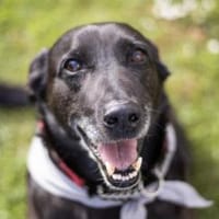 Levin, Hund zur Adoption