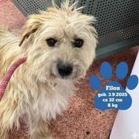 Kleiner Filou sucht sein großes Glück!, Hund zur Adoption