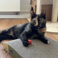 Daisy..., Katze zur Adoption
