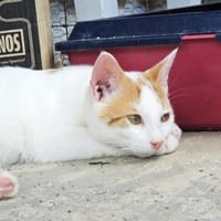 Verspielter Nikos sucht Zuhause, Kater zur Adoption