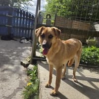 Anyegin, Hündin zur Adoption