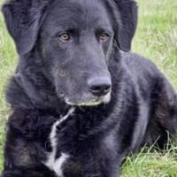 Rabenschwarzer Schmusebär Ono, Hund zur Adoption