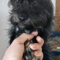 Milo 36 cm (Pflegestelle), Hund zur Adoption