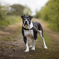 MOLLY, chienne à adopter