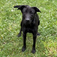 Ruby CAA15227, chienne à adopter