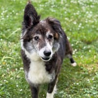 Rebell CAA15219, chienne à adopter