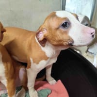 TORNADE VAA, chienne à adopter