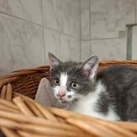TIKEN, chatte à adopter