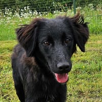 ABRA, chien à adopter