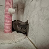 ATLAS, chatte à adopter