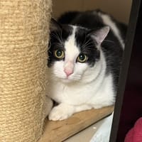 Oréo CAB5488, chat à adopter