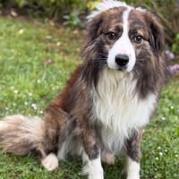 Orion CAA15217, chien à adopter