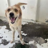 GALILEO, chien à adopter