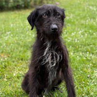 Zia CAA15225, chienne à adopter