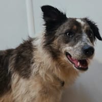 MINDY, chienne à adopter