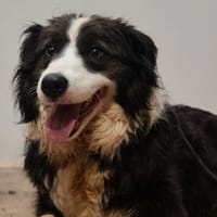 CHOULA, chienne à adopter