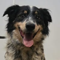 ESTHER, chienne à adopter