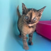 NALA, chatte à adopter