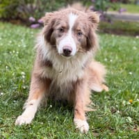 Mya CAA15218, chienne à adopter