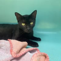 RIMA, chatte à adopter