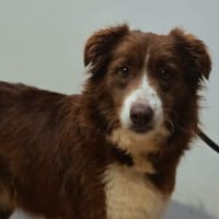 AVA, chienne à adopter