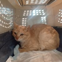 FLAUBERT, chat à adopter