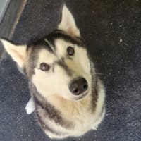 Ushka, chienne à adopter
