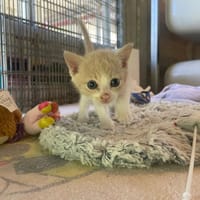 TANDOORI, chat à adopter