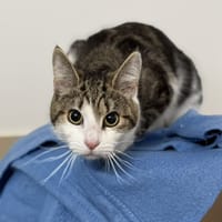 Lila CAB5483, chatte à adopter