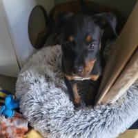 SCIEL, chienne à adopter