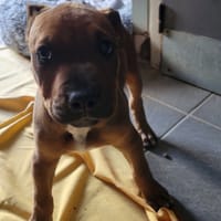MONOCO, chien à adopter