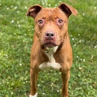 Locksie CAA15226, chienne à adopter